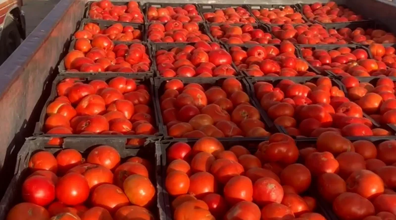 ارتفاع أسعار الطماطم في العراق اليوم أبريل 2026.. الكيلو يصل إلى 2500 دينار